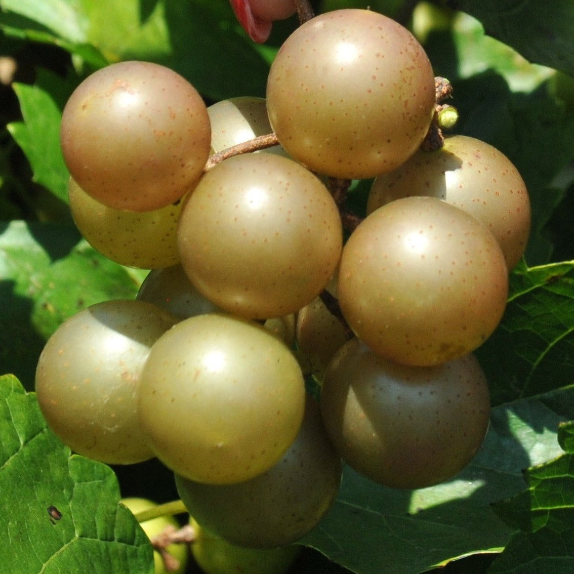 Discover the Health Benefits and Versatility of Muscadine Grapes