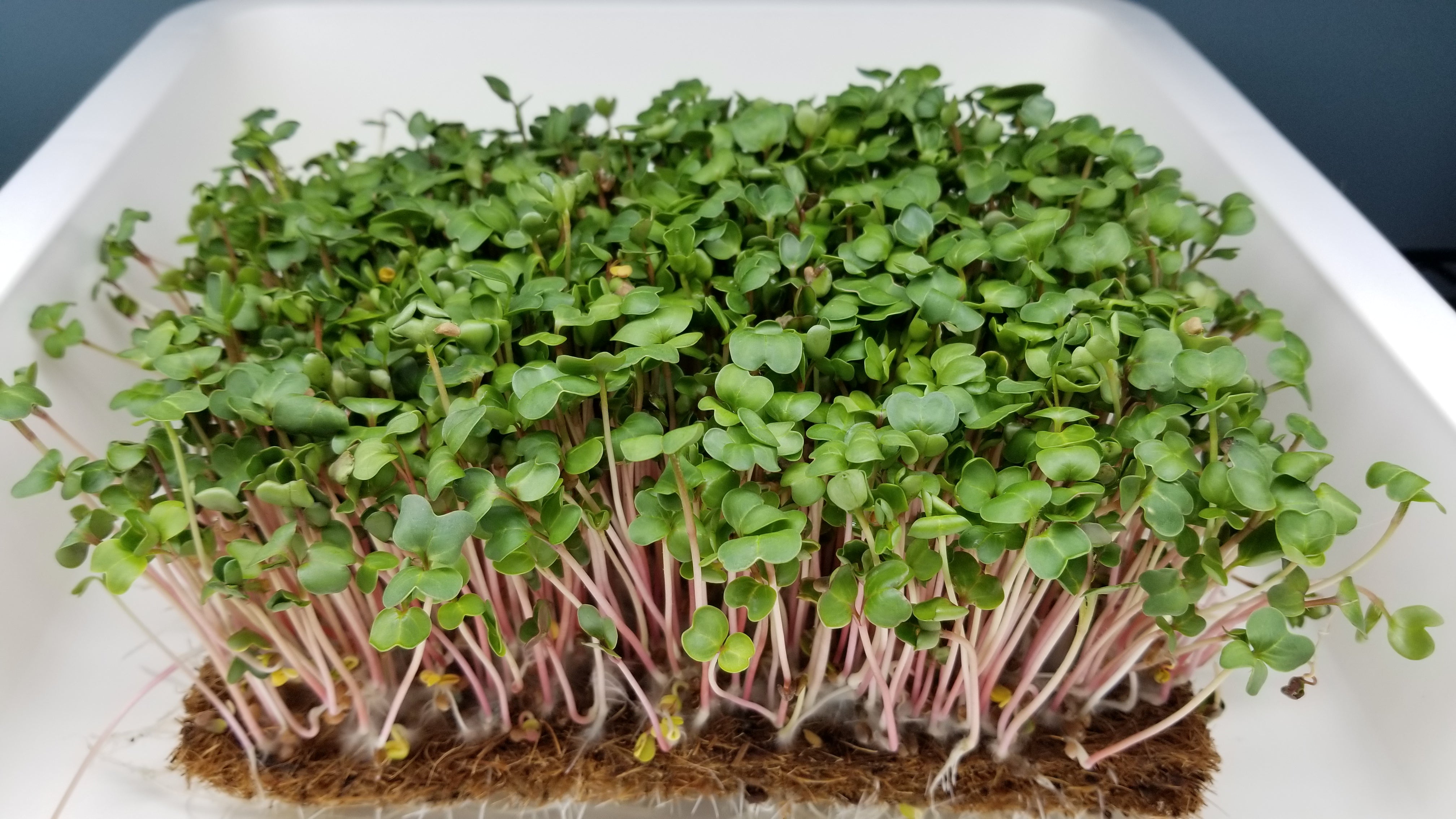 Discover the Flavorful and Nutrient-Rich World of Chinese Microgreens