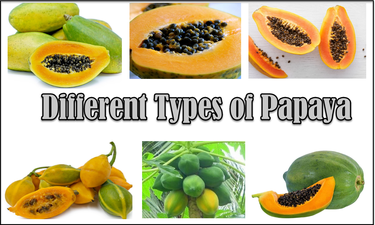 Exploring the Delicious Diversity of Papaya: A Guide to Different Varieties