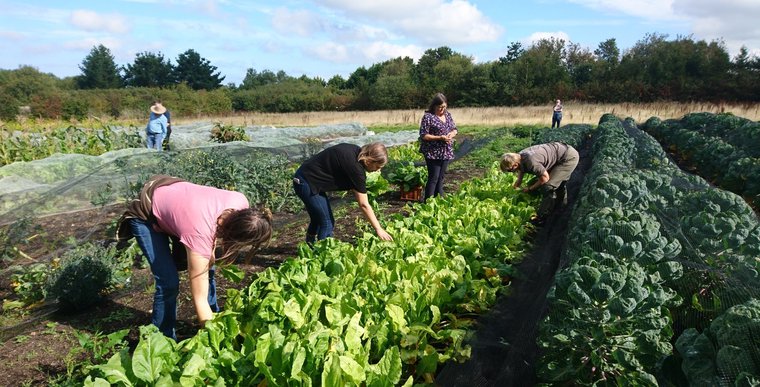 Join the CSA Movement: Fresh, Local Produce Direct from Farmers!