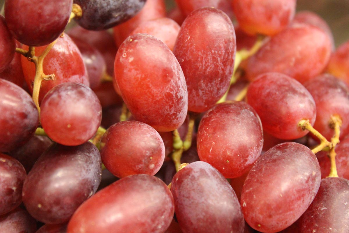 “From Red Globe to Muscat: 8 Grape Varieties for Flavorful Health Benefits”