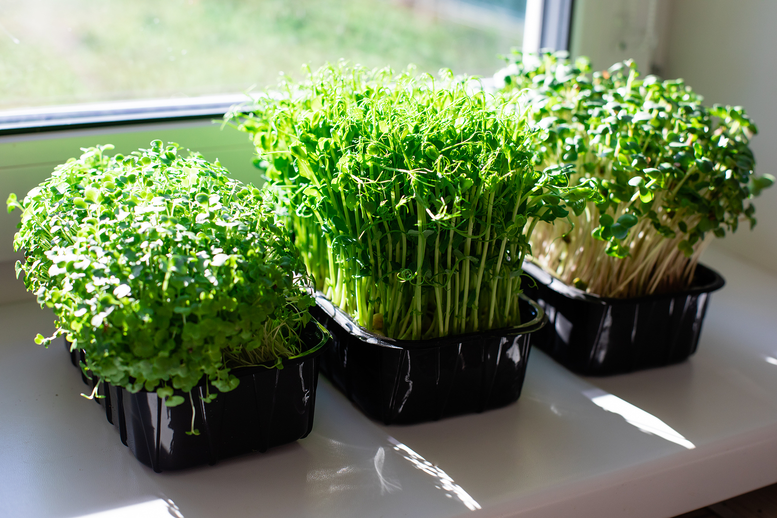 Grow Your Own Microgreens: A Nutritious and Cost-Effective Green Thumb Solution