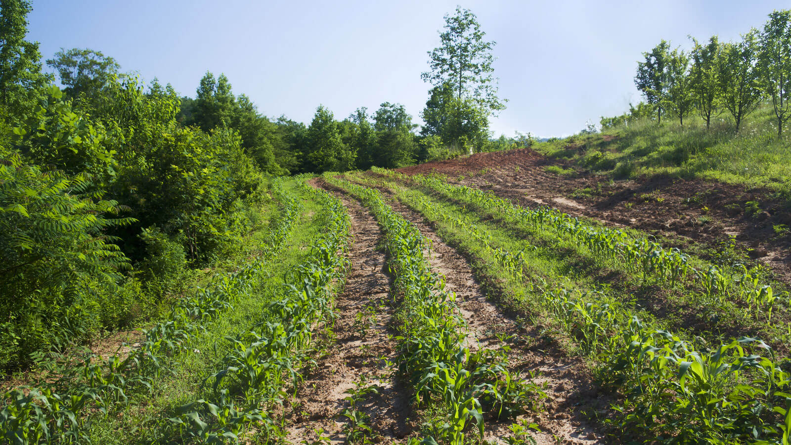 15 Top Non-GMO Farming Practices for Healthy Eating & Sustainable Agriculture