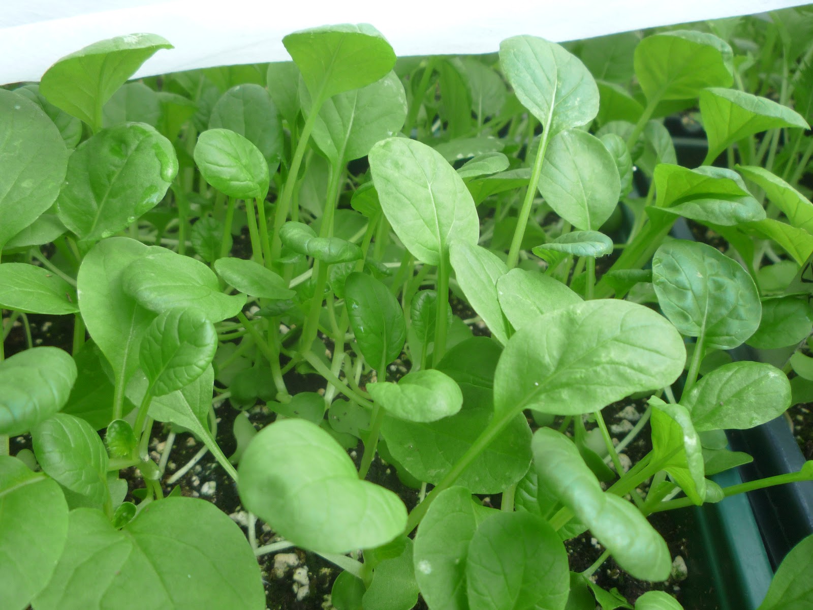 Tatsoi Microgreens: Tiny Greens, Big Nutrition