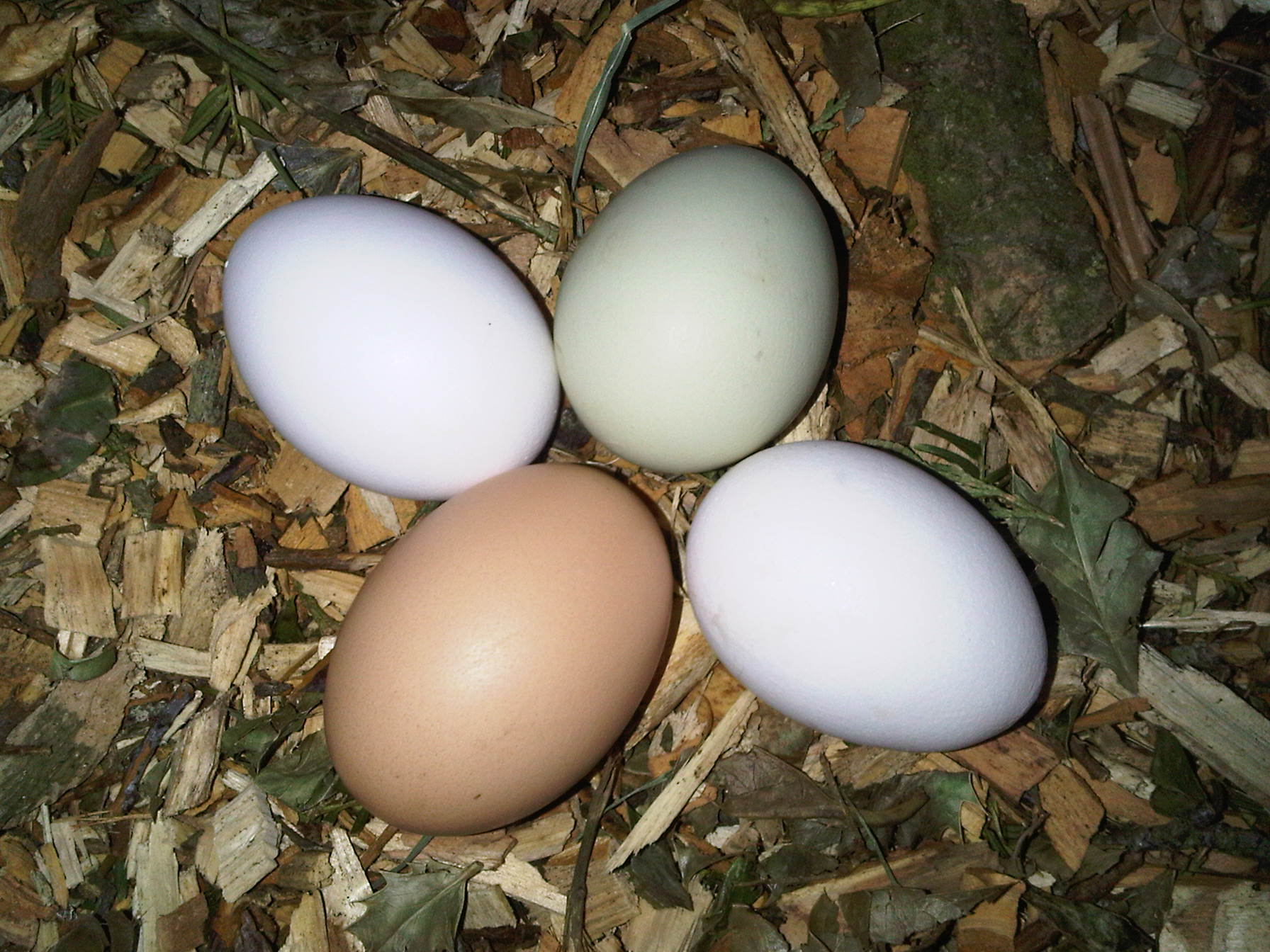 “Cracking the Benefits of Free-Range Eggs: Nutrition, Welfare, and Sustainability”