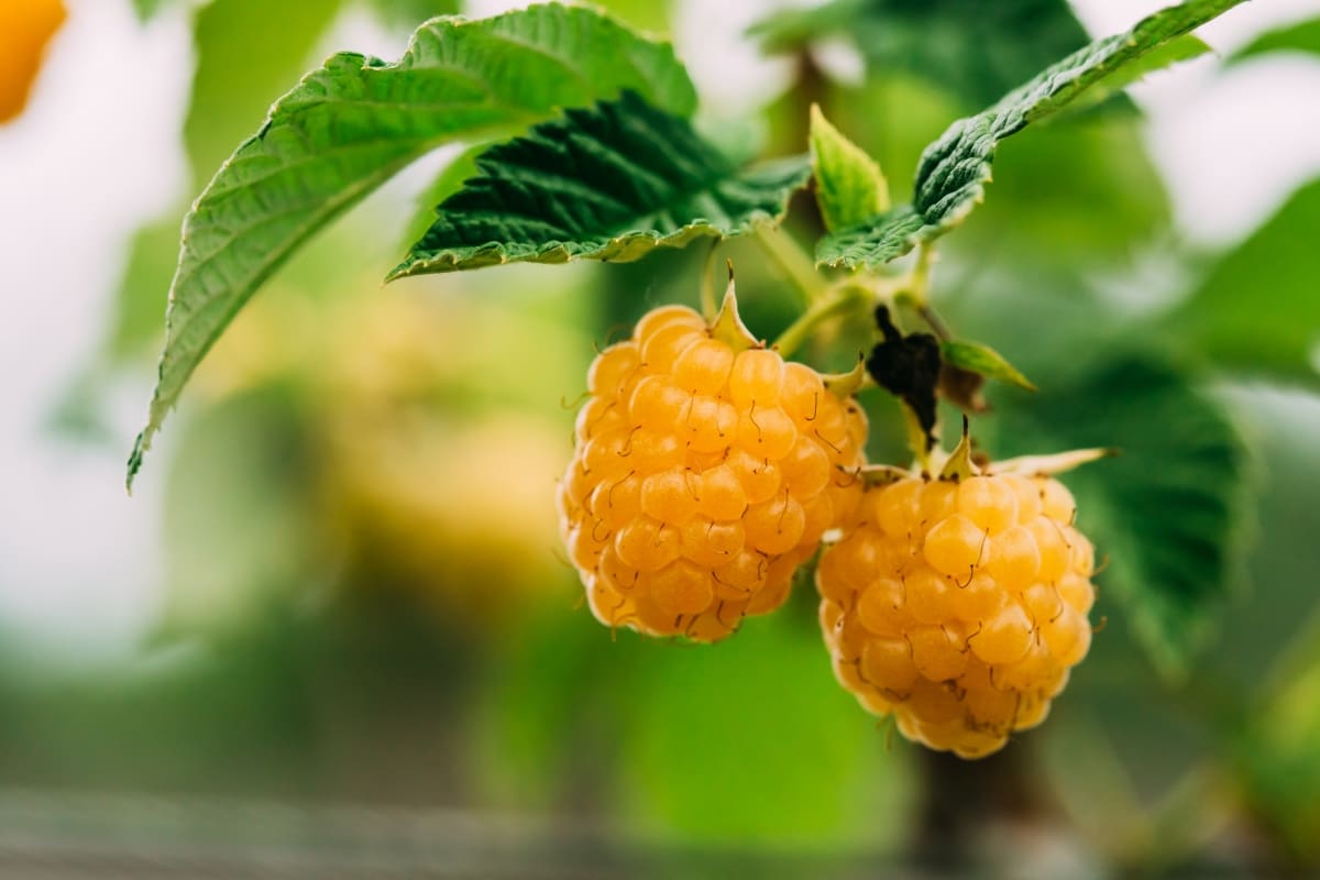 Grow Your Own Delicious and Nutritious Raspberries at Home with This Easy Guide