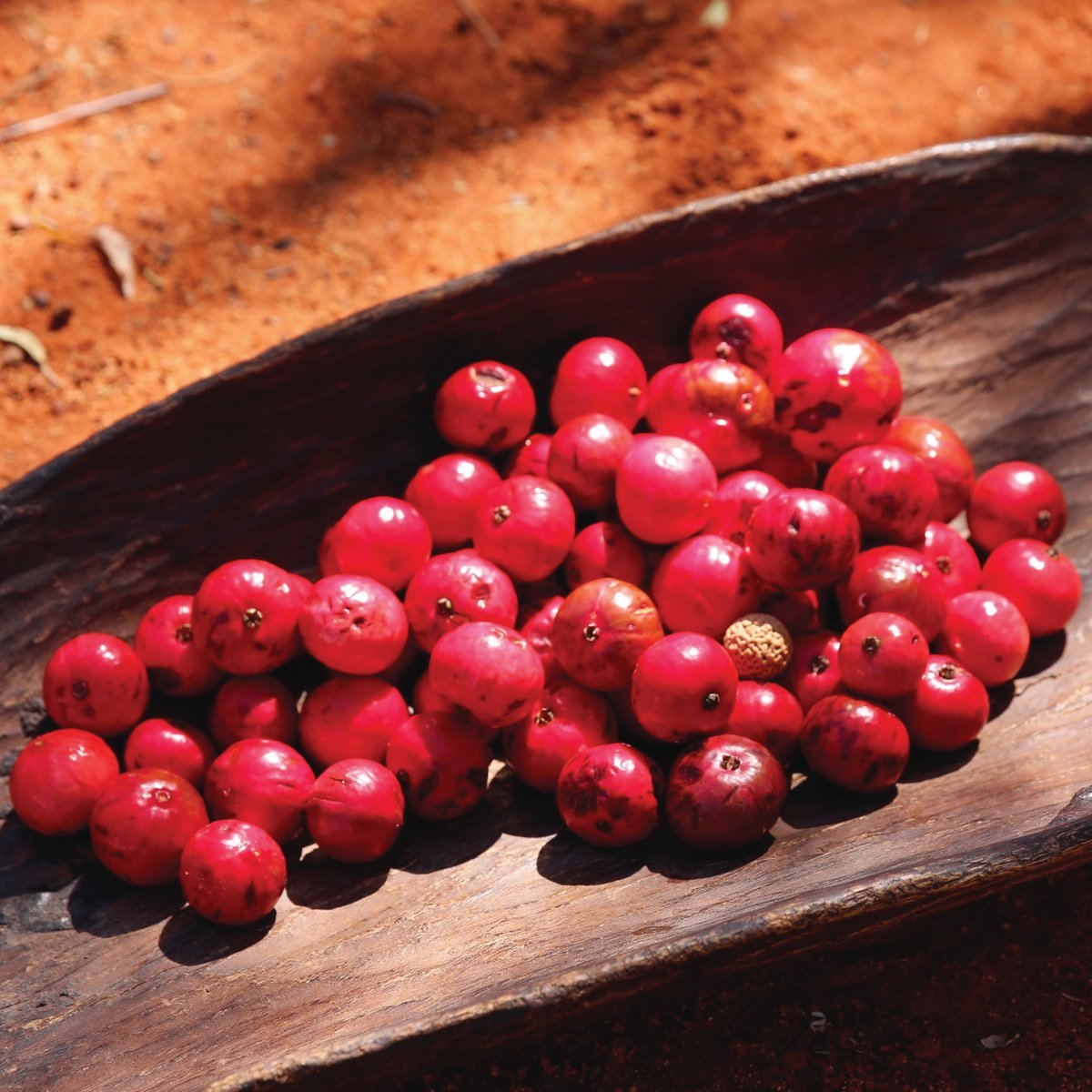 Discover the Nutrient-Rich and Flavorful World of Australian Bush Foods