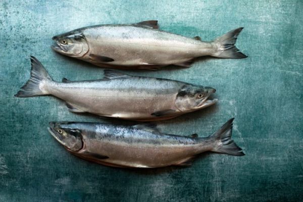 The Superior Choice: Why Wild-Caught Fish Reigns Supreme