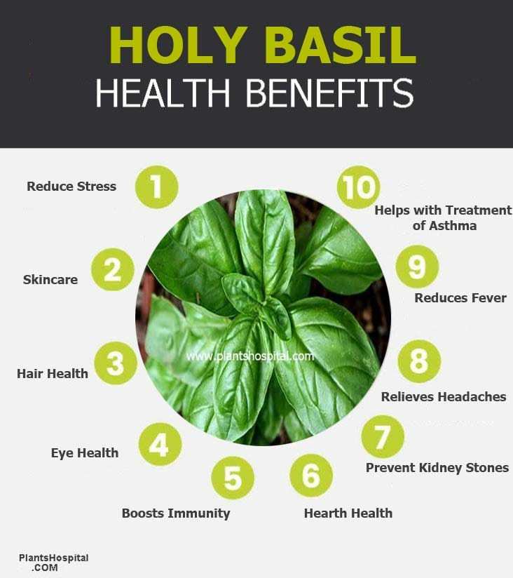 Top 10 Reasons to Embrace Basil in Your Diet for Flavor and Health