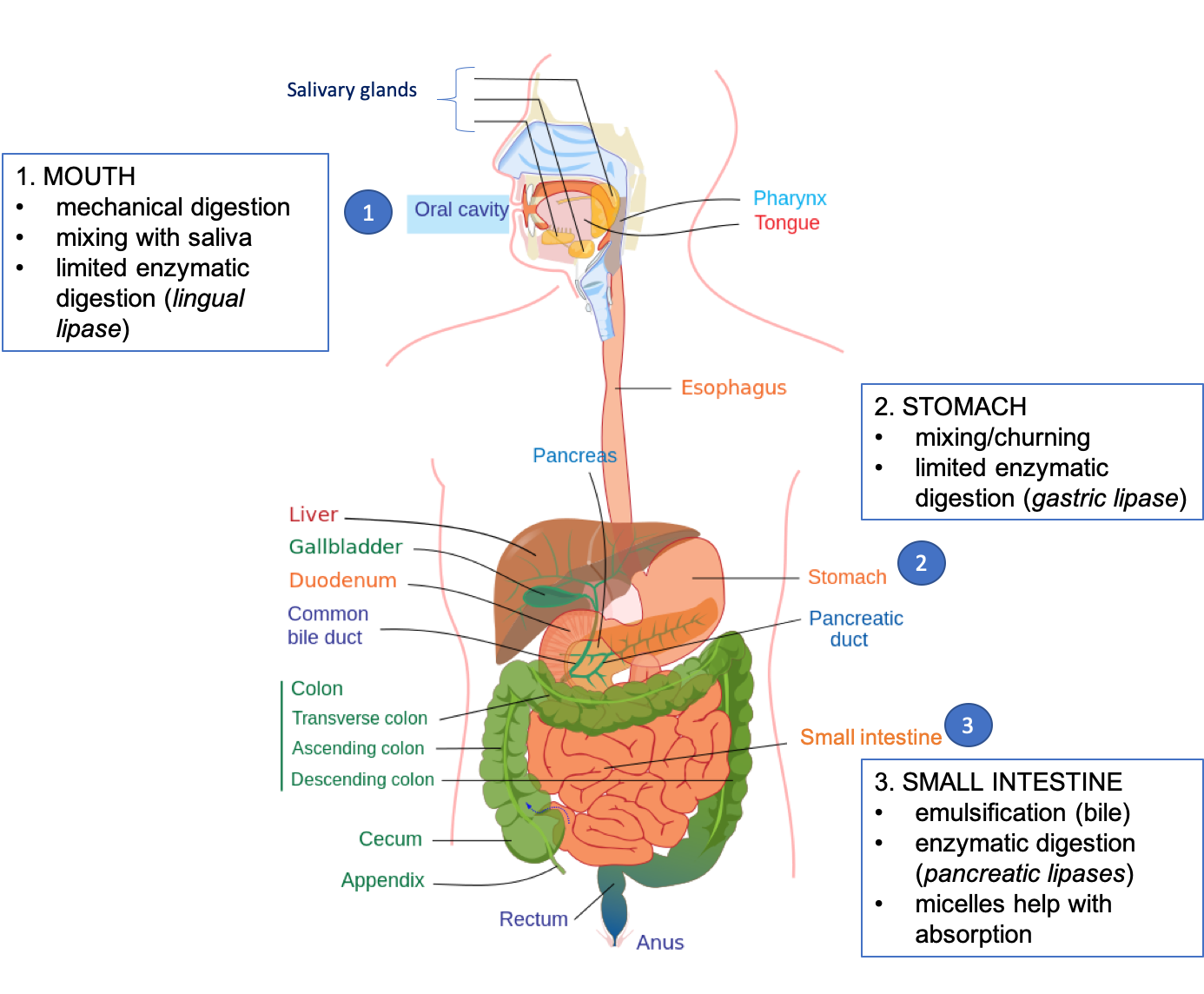 Unlocking the Power of Digestive Enzymes for Optimal Gut Health