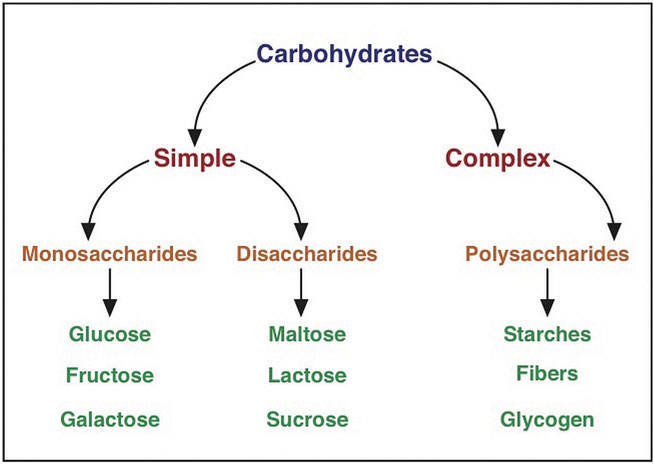 Unveiling the Power of Complex Carbohydrates: A Key to Health and Wellness