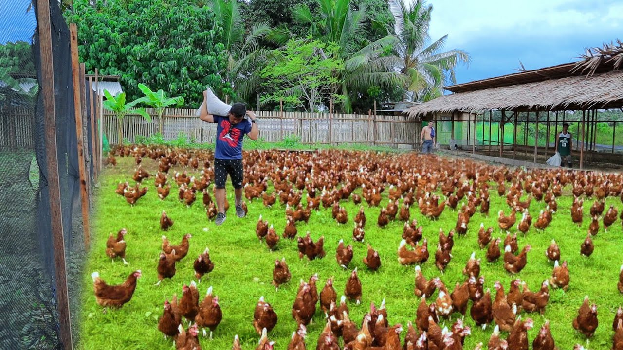 Unlocking the Benefits of Free-Range Eggs: A Sustainable Choice for Health and Ecosystems