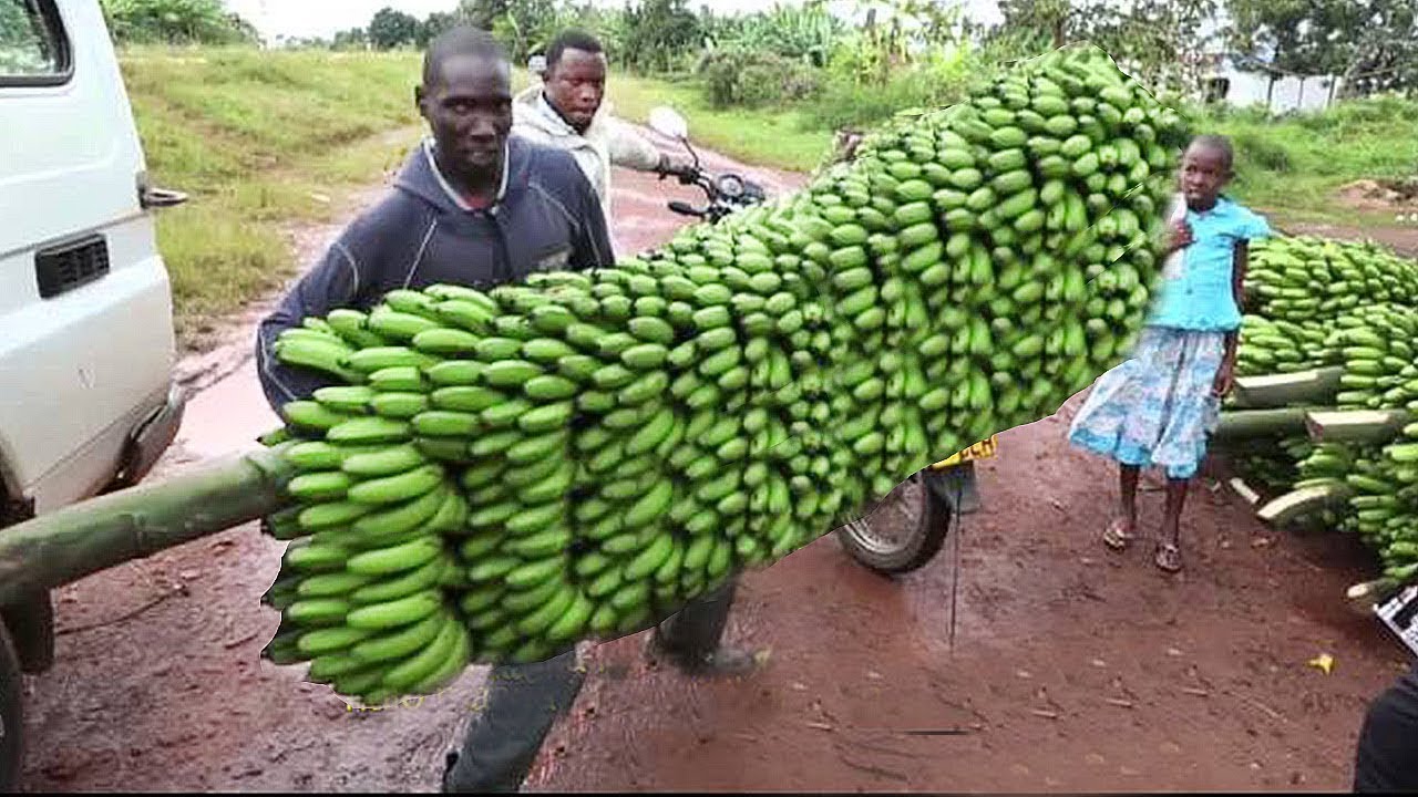 Exploring the Global Appeal of Bananas: From Cultivation to Cuisine