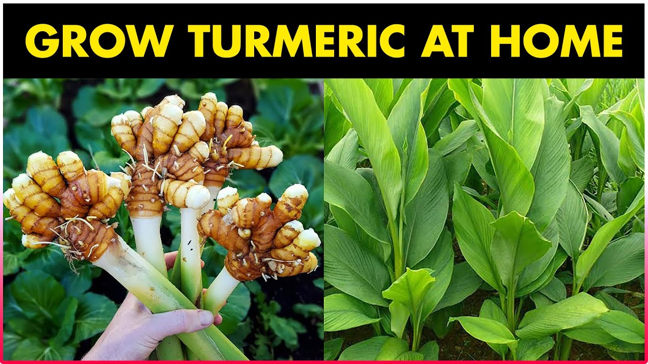 "Australian Turmeric: The Golden Spice Making Waves in Health and Wellness"