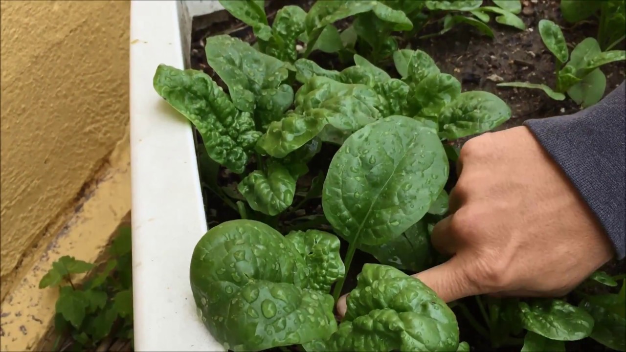 Grow Spinach at Home: A Nutritious and Cost-Effective Superfood Solution