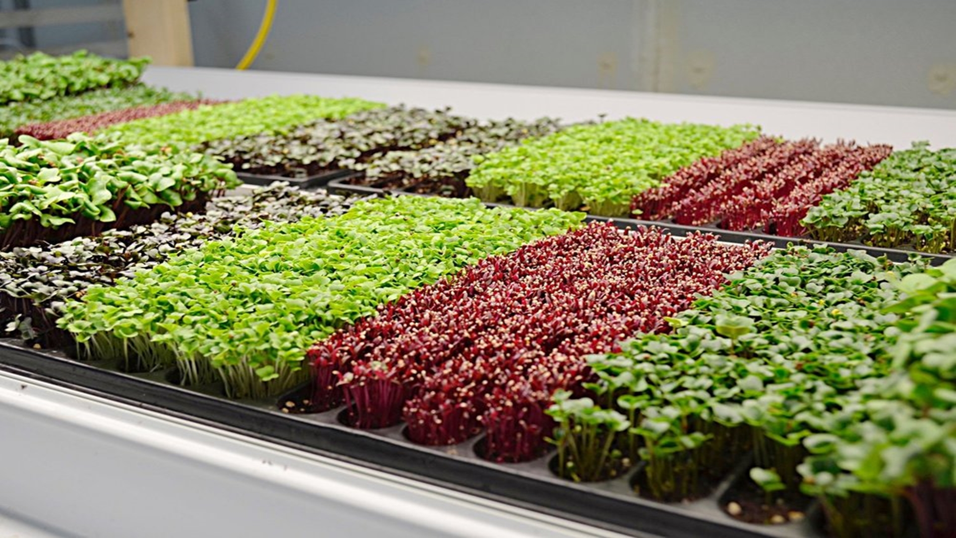 Superfoods Showdown: Microgreens, Seaweed, Hemp Seeds, Nutritional Yeast, and Chia Seeds Battle for Nutritional Superiority