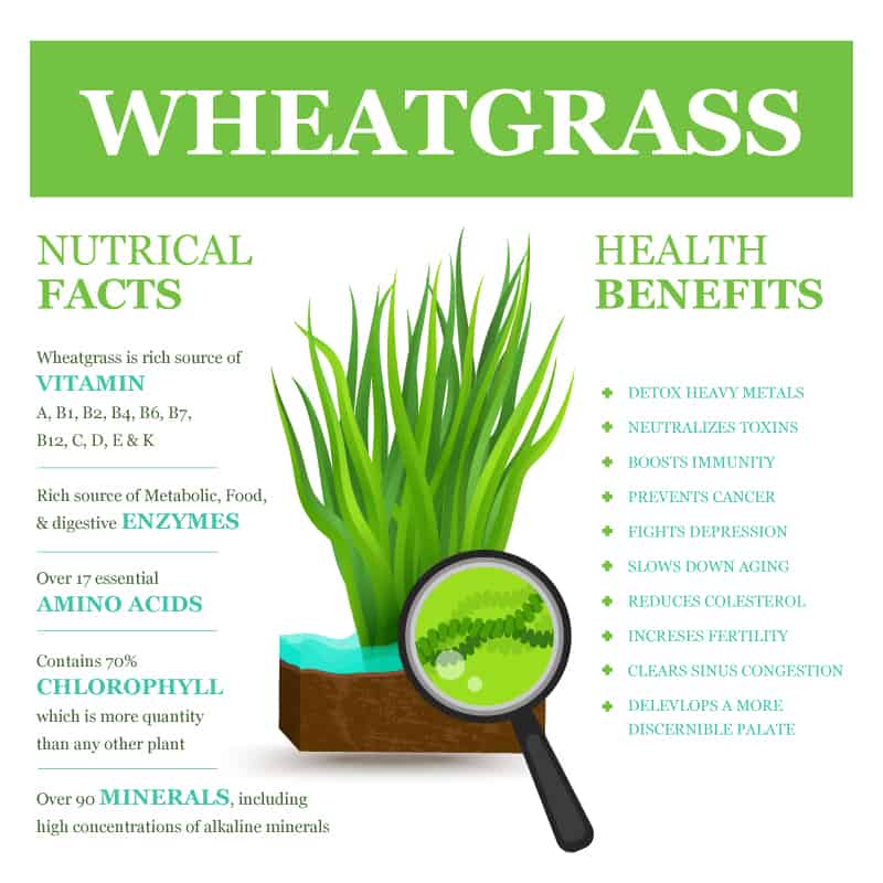 Unleashing the Power of Wheatgrass: A Nutrient-Dense Superfood for Modern Wellness