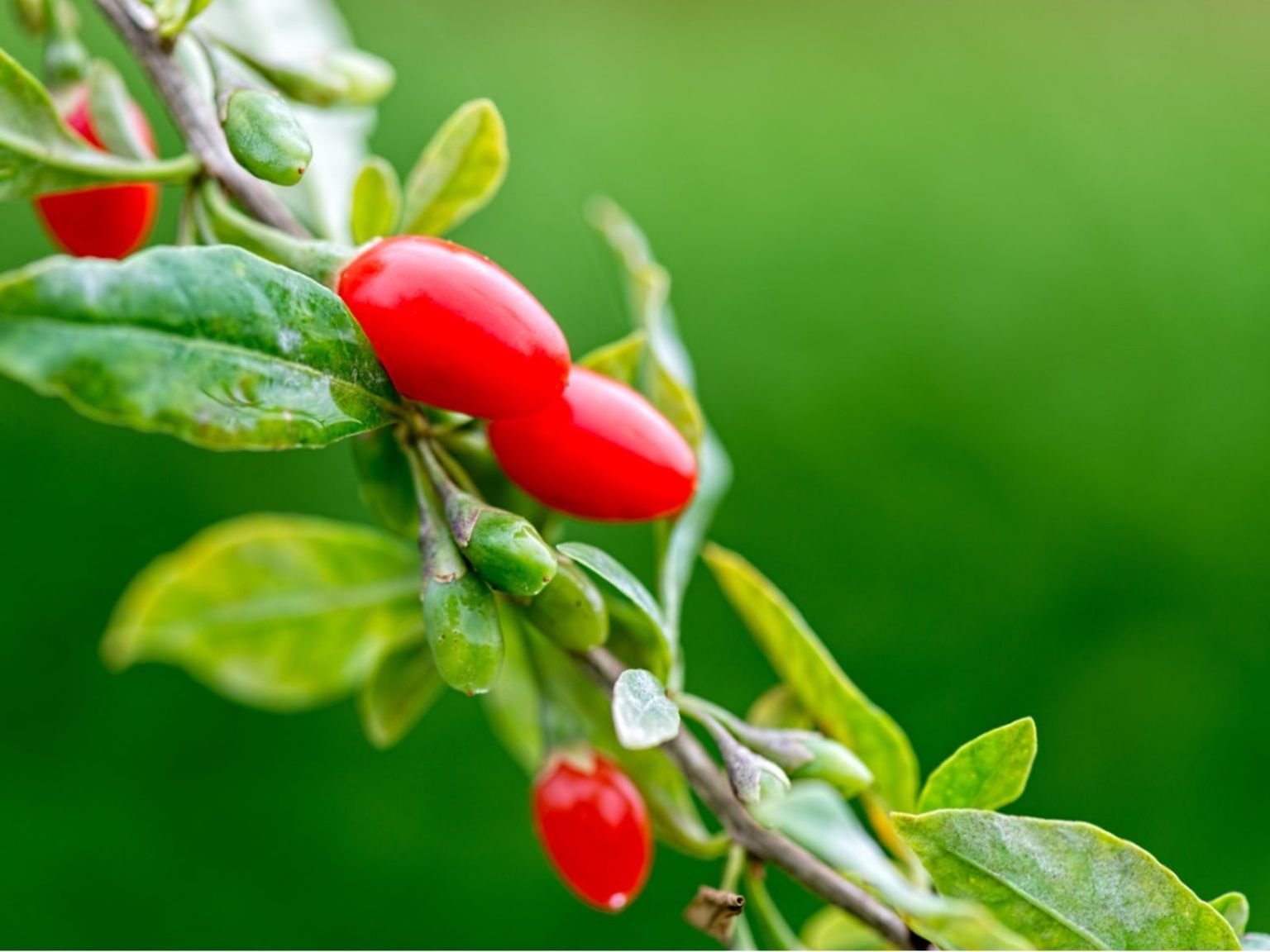 Growing Goji Berries: Cultivation Tips for a Sustainable Harvest