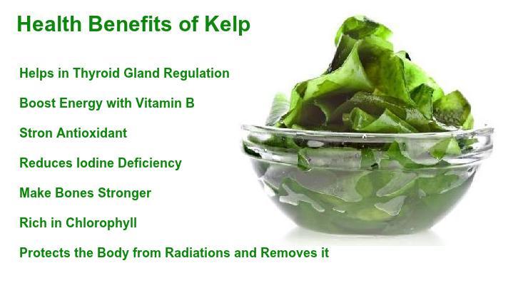 “Kelp: The Superfood from the Sea Taking Health Food Trends by Storm!”