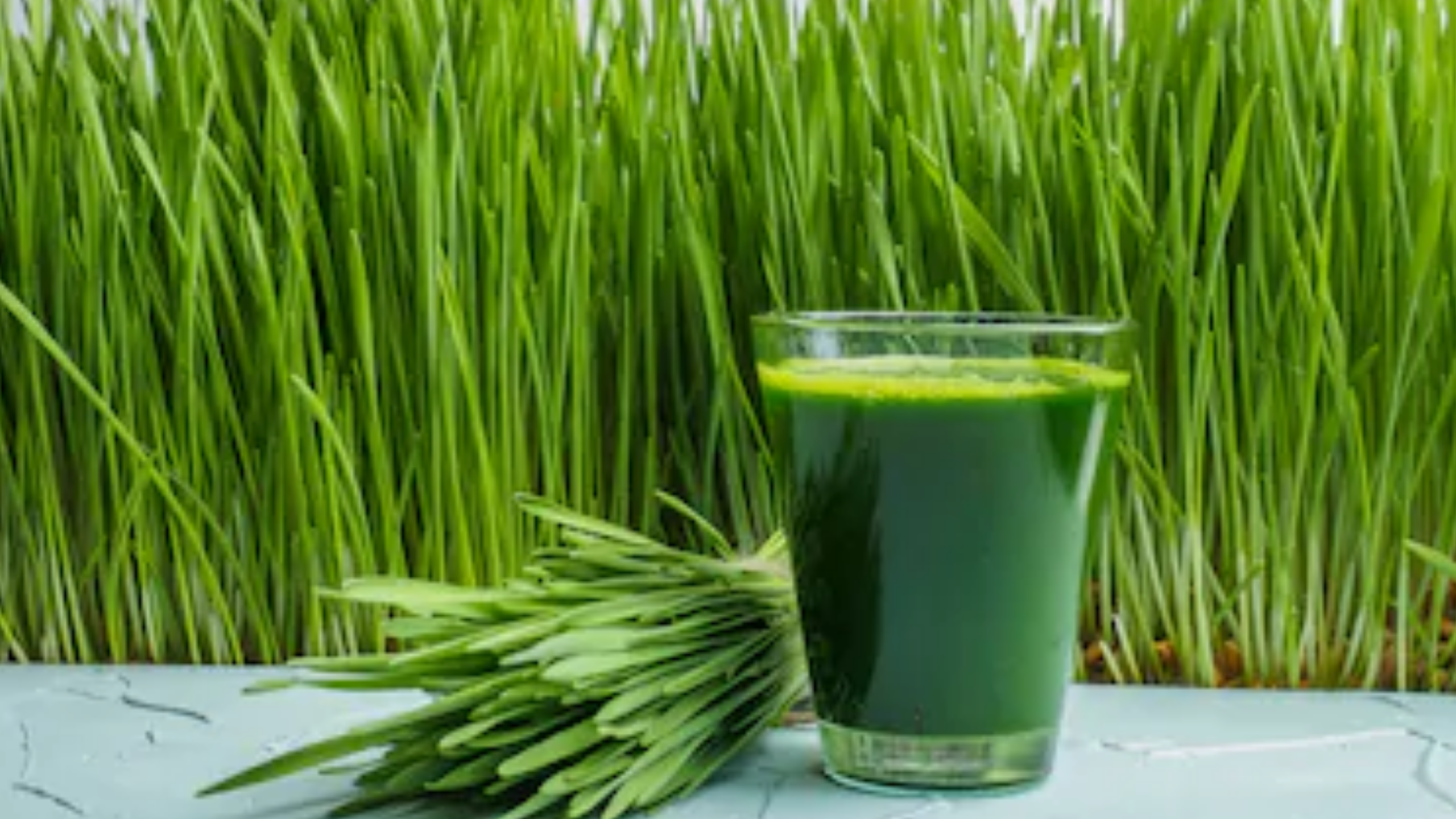 Unveiling the Superfood Secrets of Wheatgrass: Benefits, Recipes, and More!