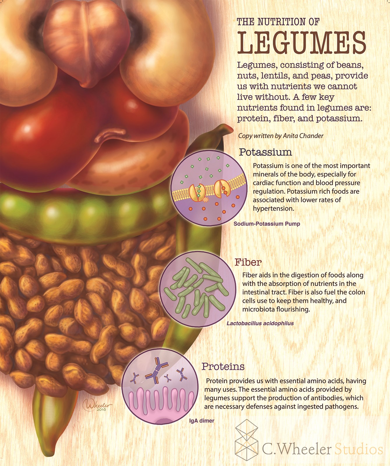 Unleashing the Power of Legumes: A Nutritional Goldmine for Health and Wellness