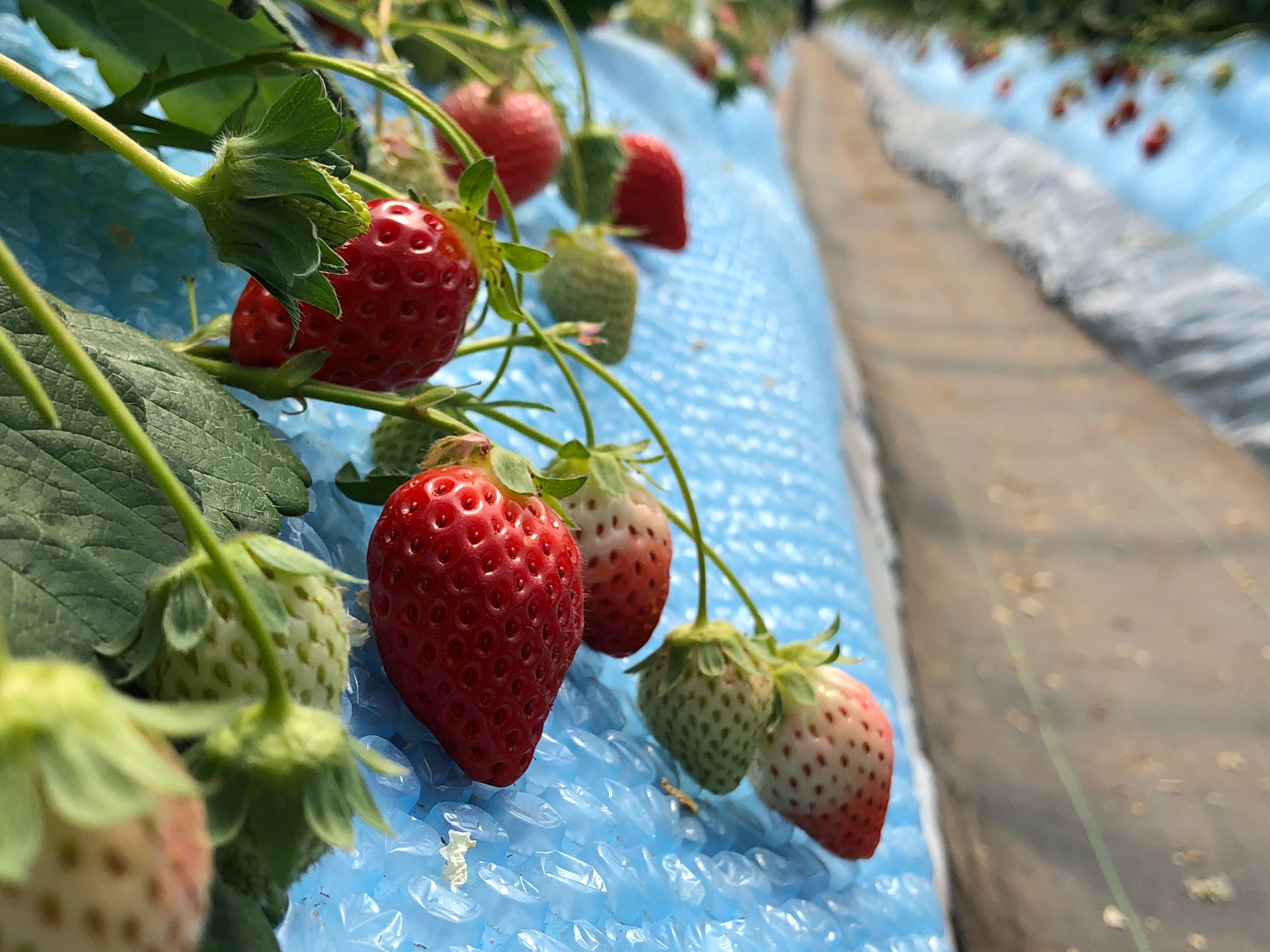 “Discover the Top Ten Japanese Strawberry Varieties That Will Sweeten Your Taste Buds!”
