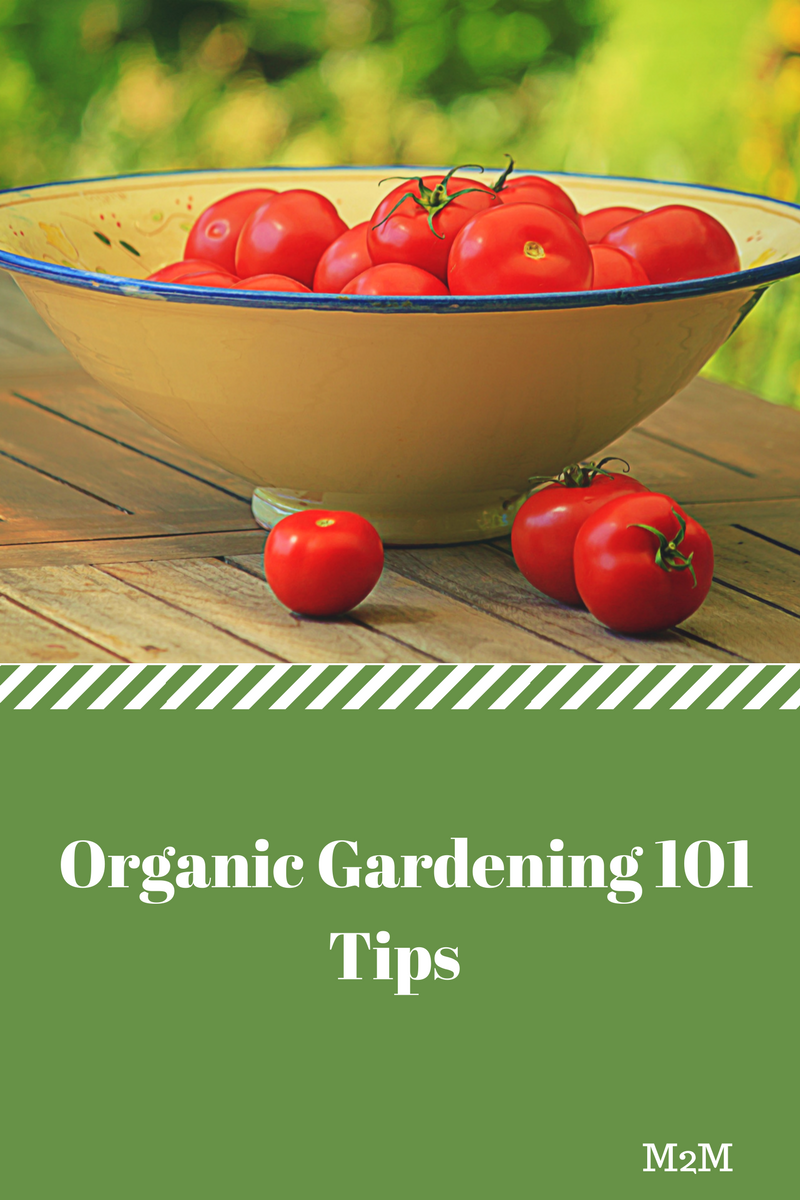 15 Tips for Growing a Thriving Organic Garden: From Soil Health to Natural Pest Control!