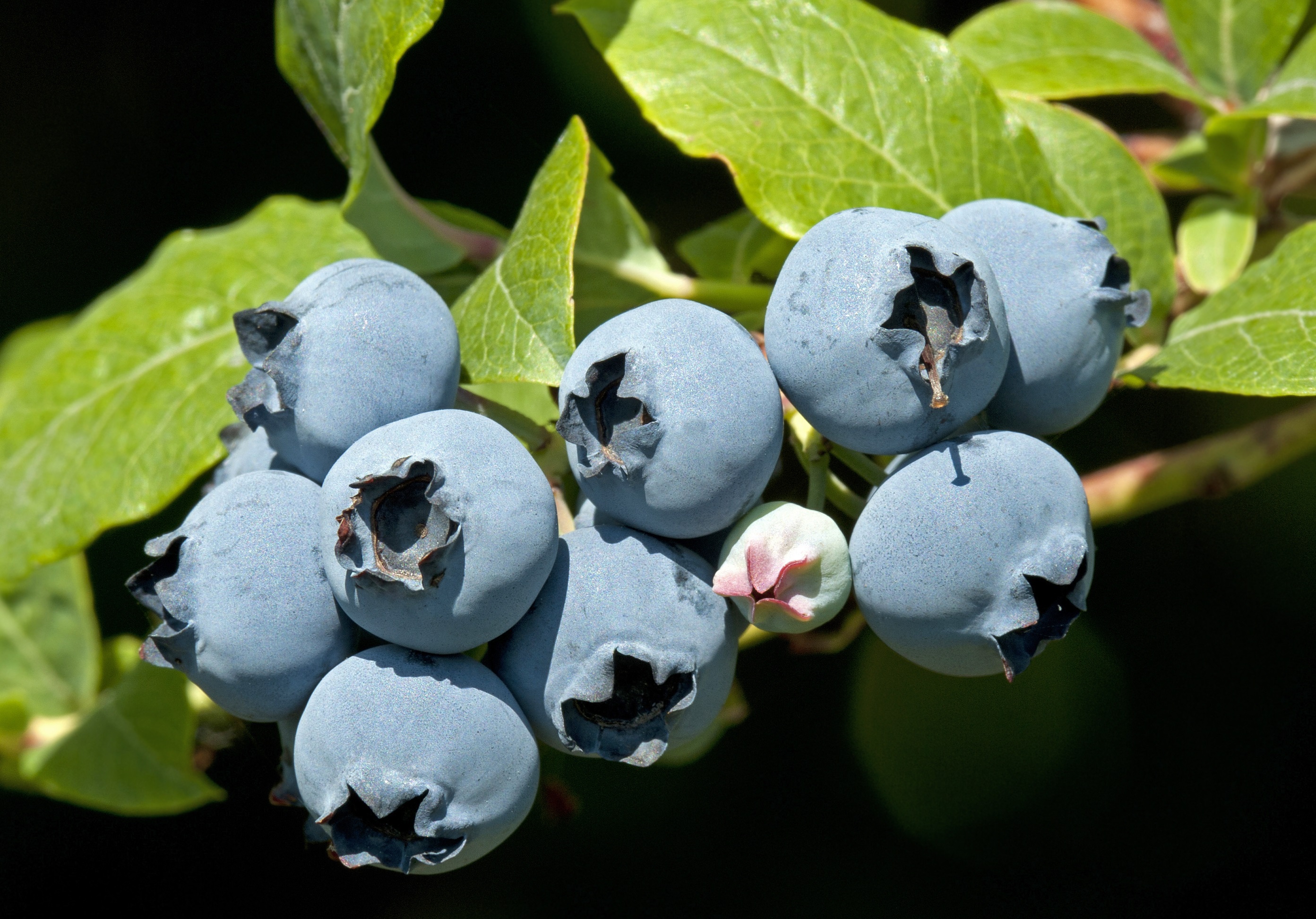 “Exploring the Delicious Diversity of North American Blueberry Varieties”