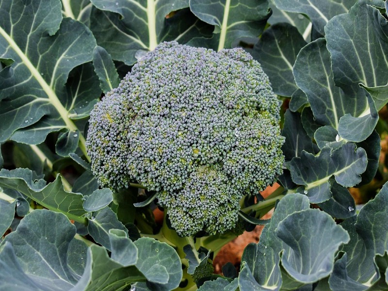 From Italy to Japan: Celebrating the Versatility of Broccoli in Global Cuisine