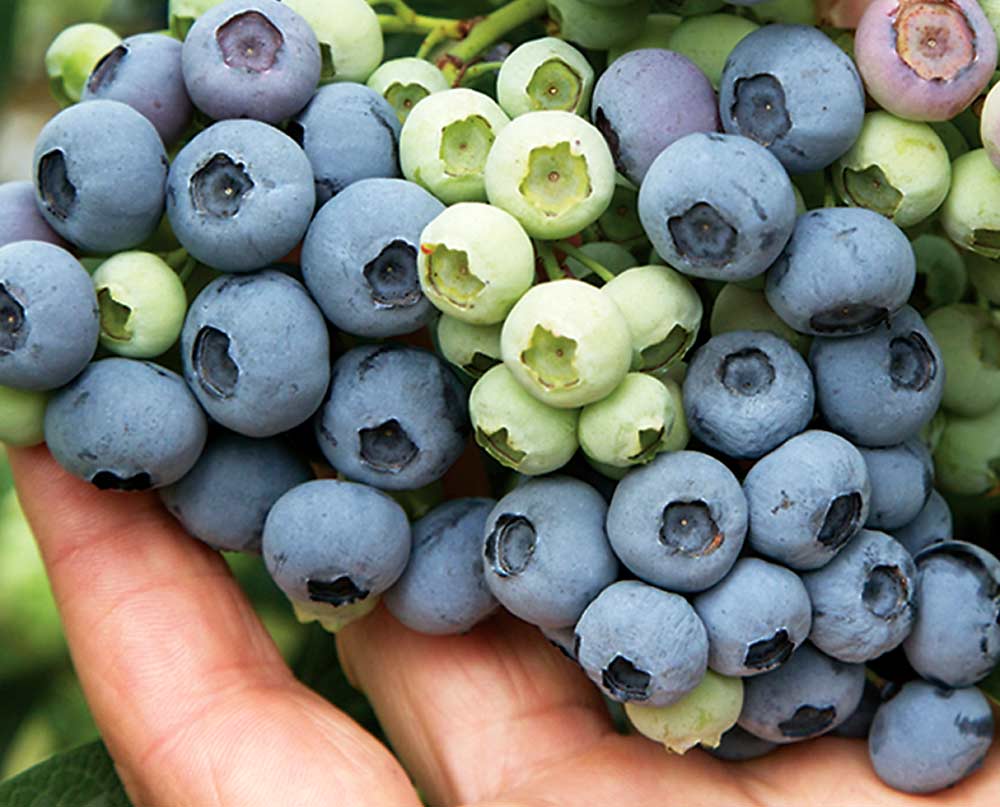 Blueberry Bliss: Varieties for Every Climate & Benefits for Plant-Based Diets