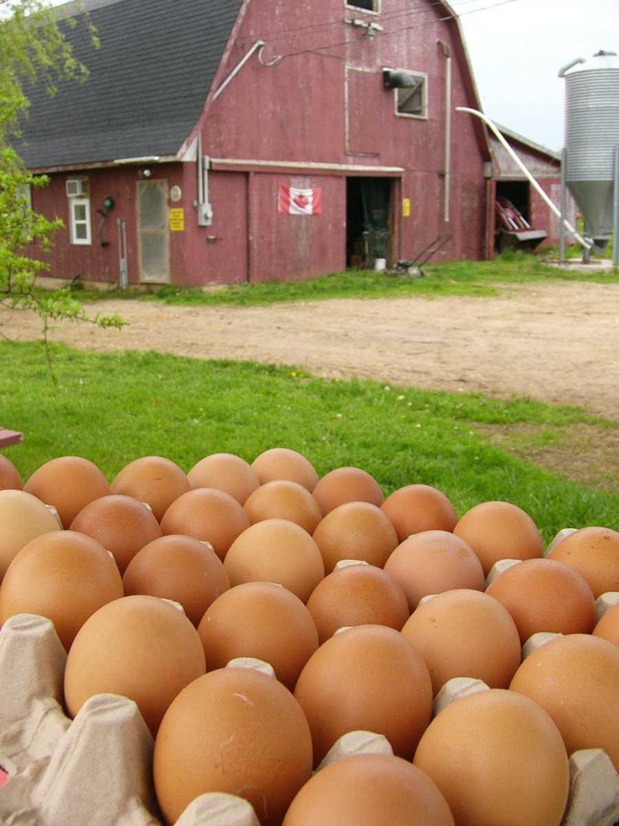 Farm-fresh eggs: A tasty and ethical choice for health-conscious consumers