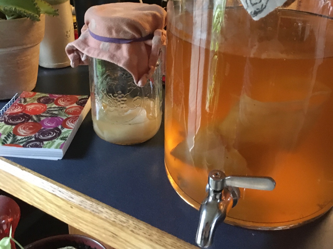 Global Kombucha Craze: A Taste of Tradition and Innovation