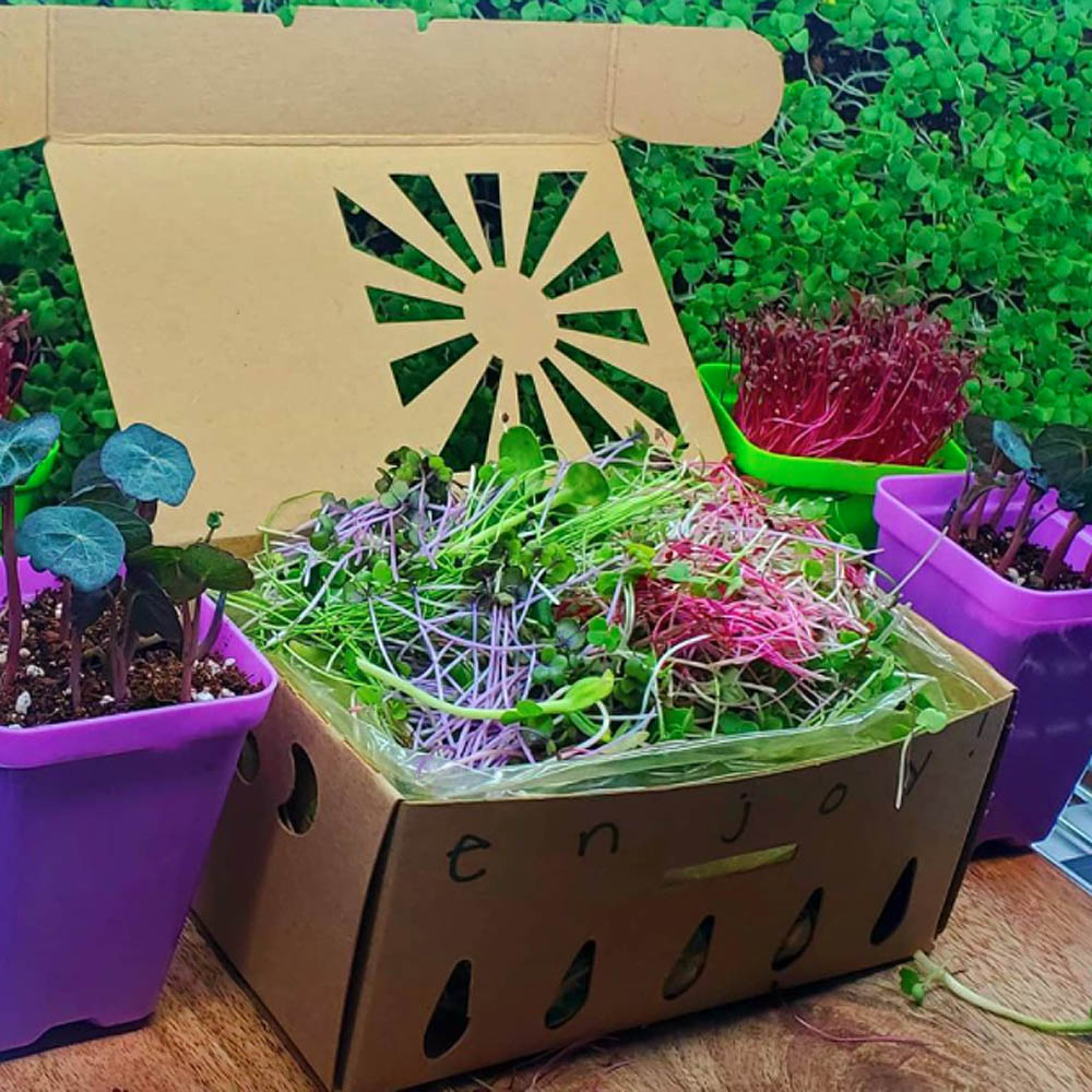 “Container Craze: Choosing the Best Pots for Growing Microgreens at Home”