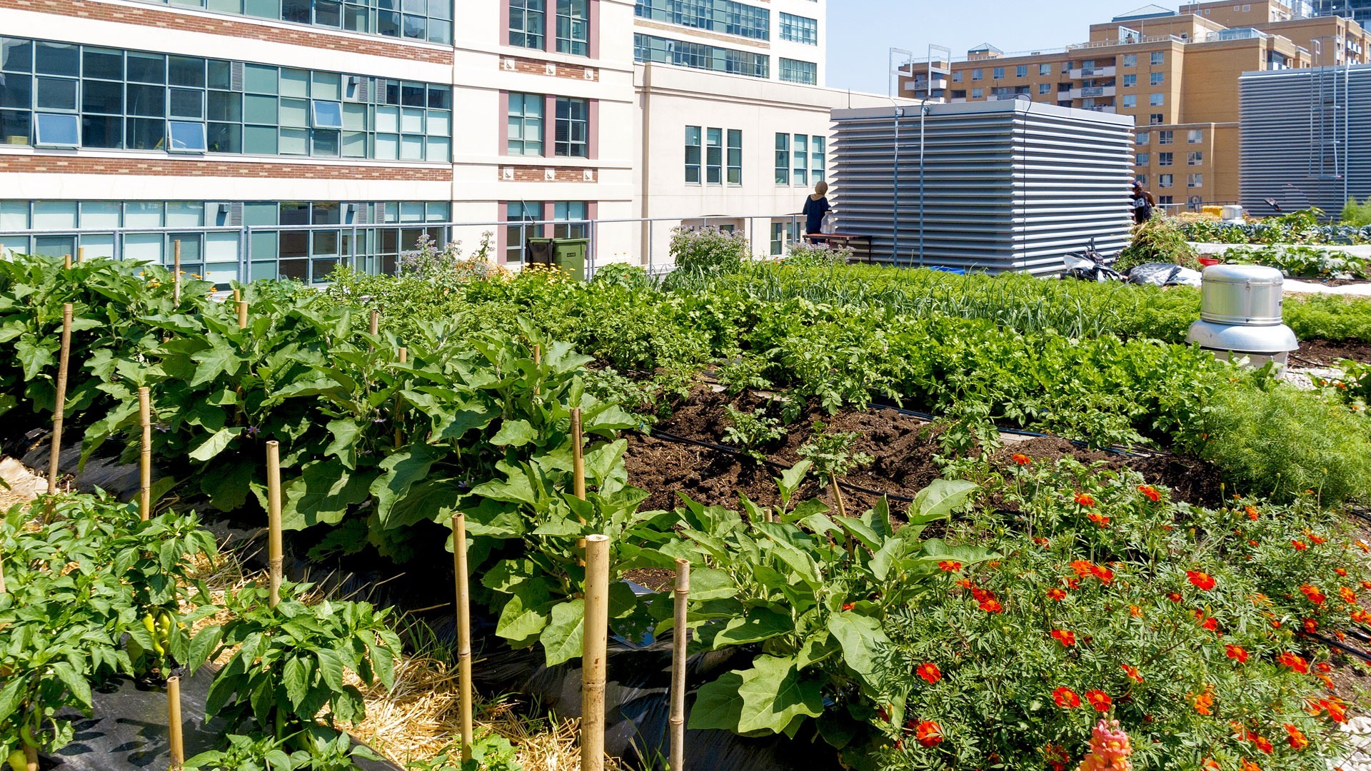 Embracing Sustainable Food Practices: From Urban Farming to Indigenous Food Sovereignty