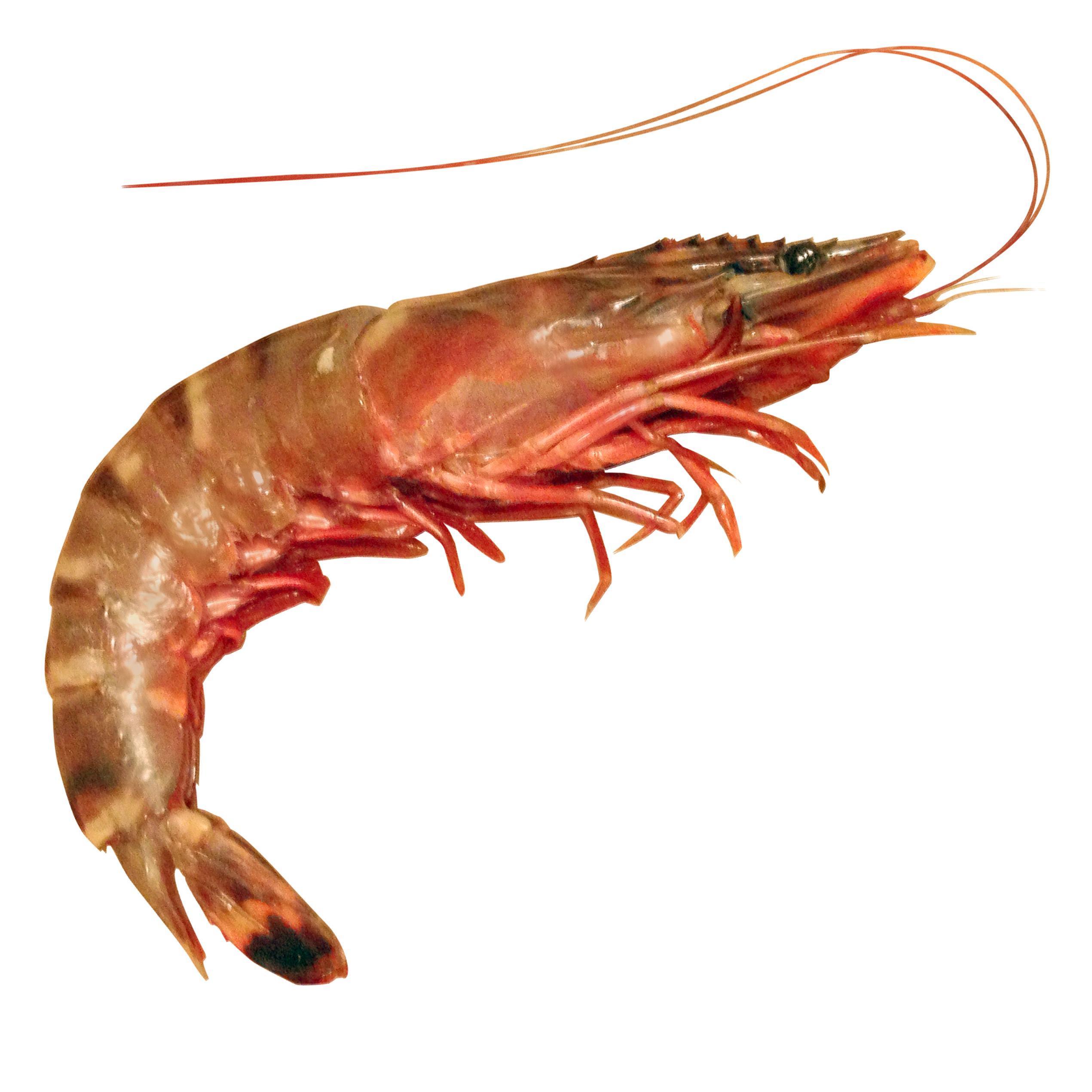 Shrimp: A Delicious and Nutrient-Packed Superfood!