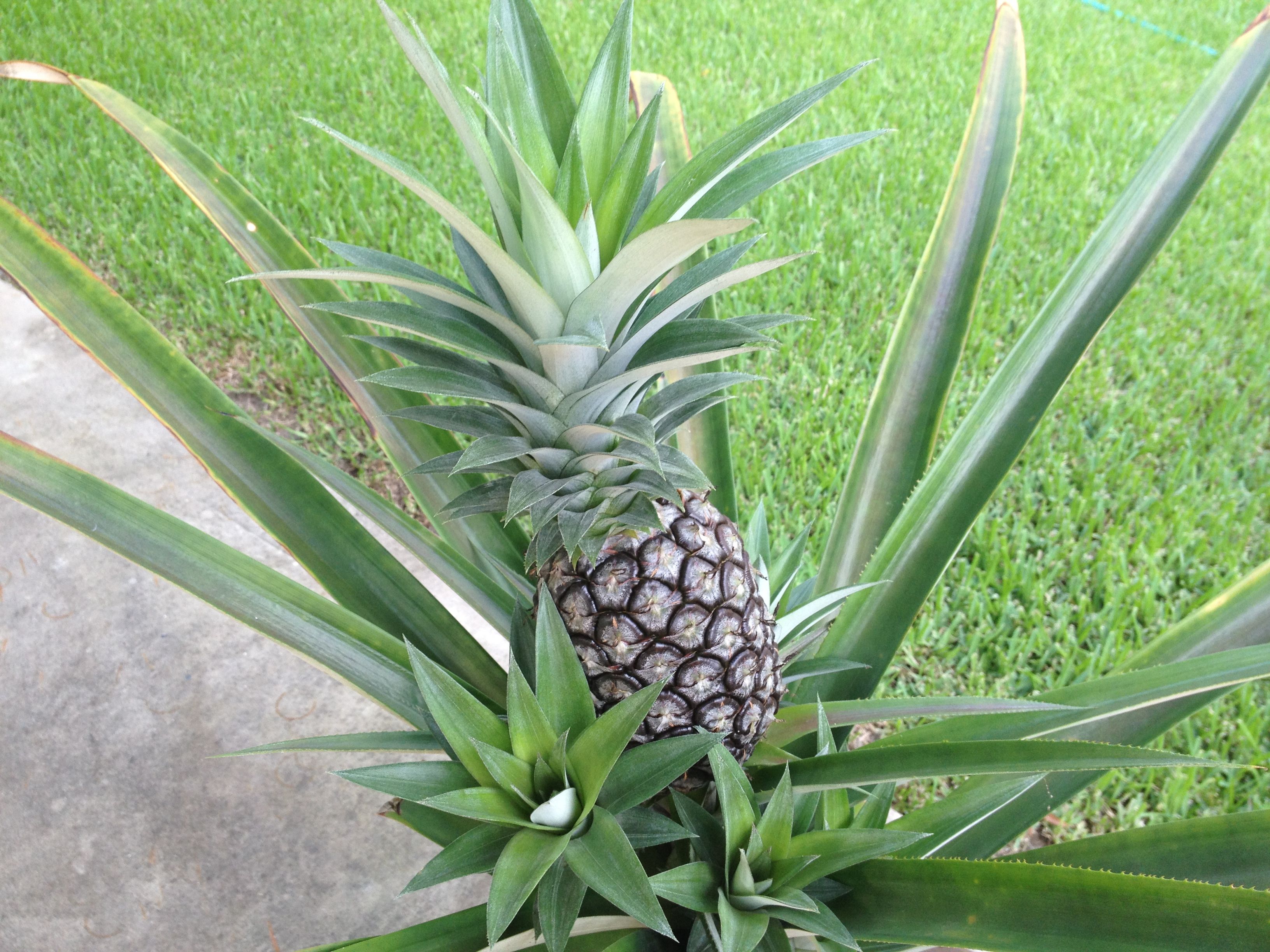 Unleashing the Pineapple Potential: Creative Uses for Every Part of the Plant