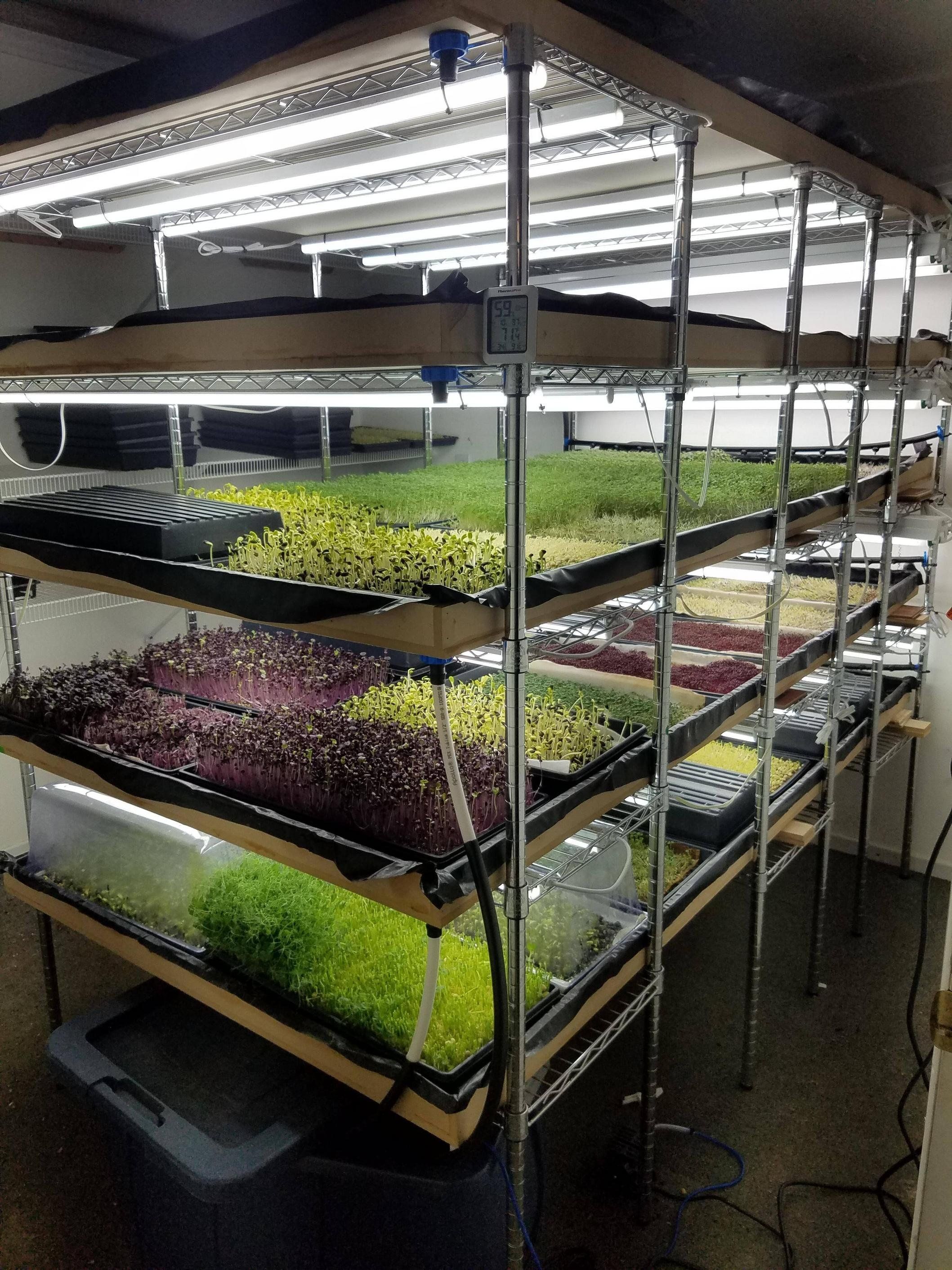 “Grow, Harvest, Repeat: Cultivating Microgreens Sustainably for Flavorful Greens and a Greener Future”