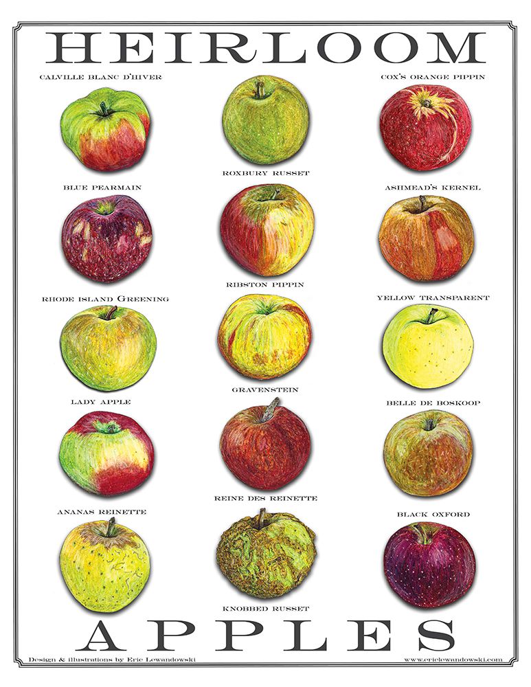 Exploring the Diverse World of Heirloom Apples and Creative Culinary Uses