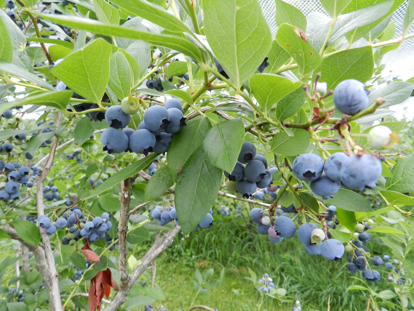 “Berry Bliss: Top Tips for a Successful Blueberry Picking Adventure!”