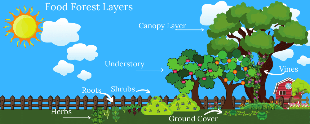 Growing Green: The Rise of Food Forests in Sustainable Farming