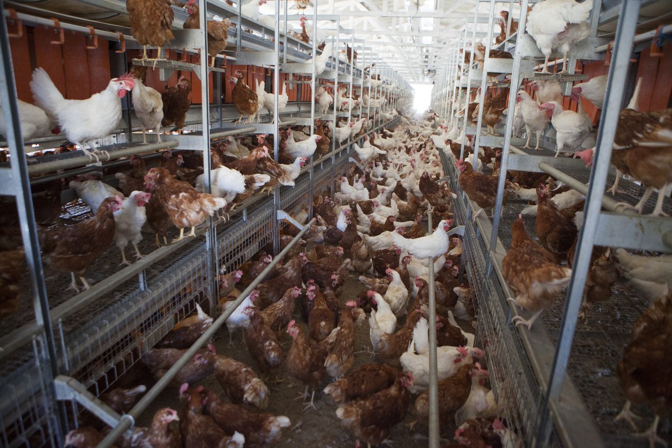 “Cracking the Code: Why Cage-Free Eggs Are the Ethical and Sustainable Choice”
