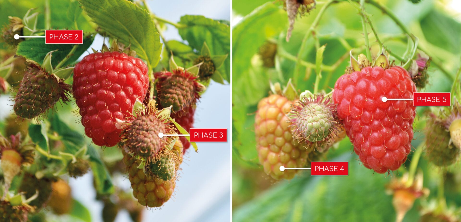 The Sweet Success: Raspberry Industry Booms with Growing Demand for Healthy Superfoods