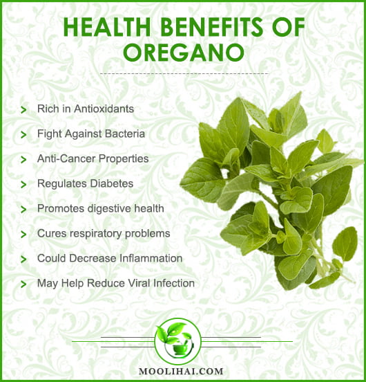 Unlock the Health Benefits of Oregano: More Than Just a Flavorful Herb!