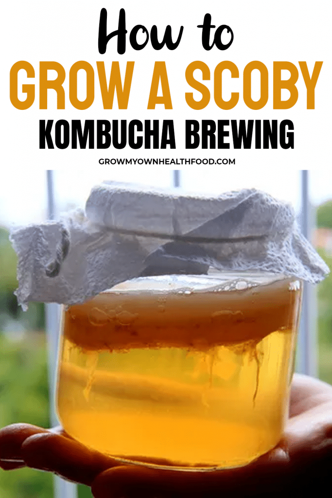 Unleash the Power of Kombucha: A Tasty Brew for Gut Health and Wellness