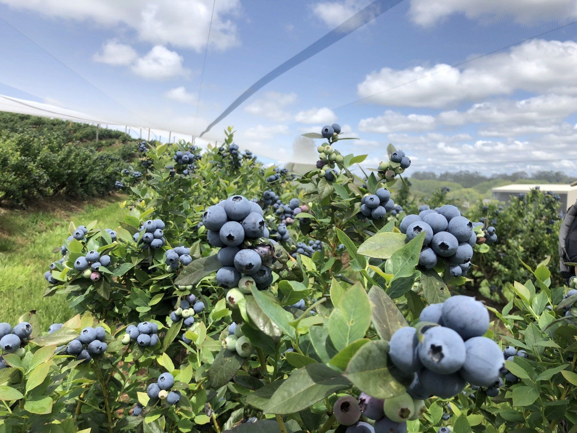“Unlocking the Secrets to Successful Blueberry Farming for Bountiful Harvests and Healthy Berries”