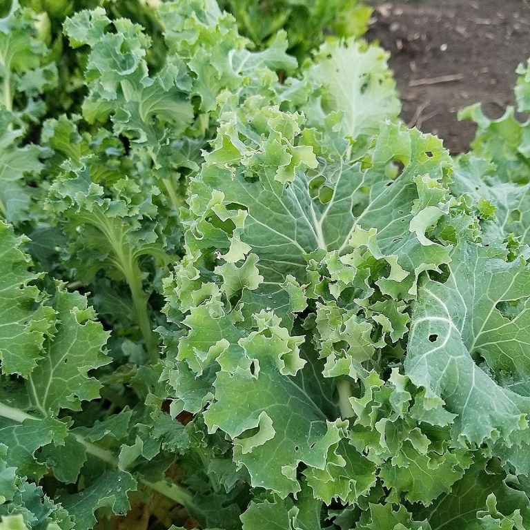 Siberian Kale: The Nutrient-Packed Superfood You Need to Try!