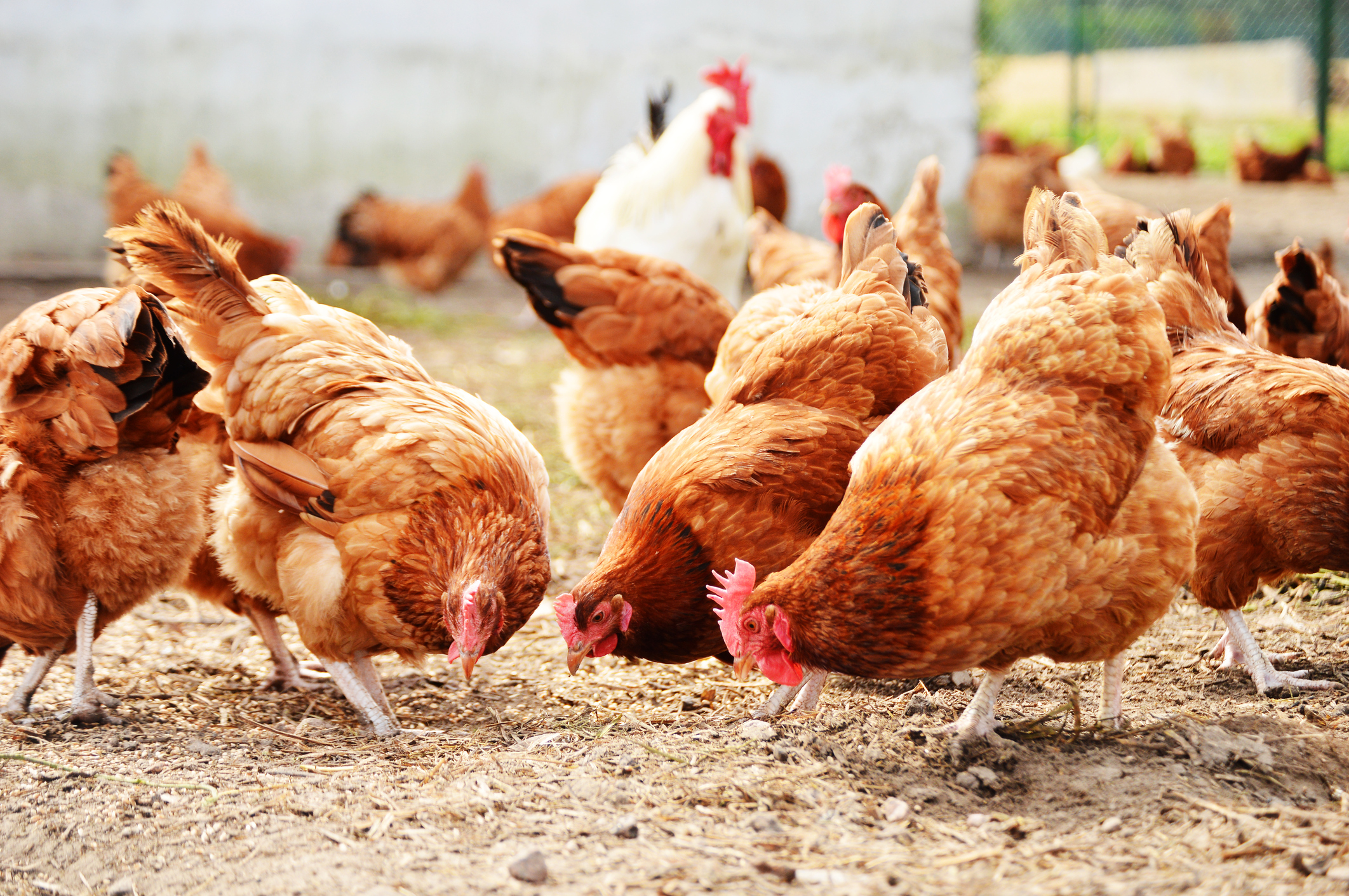 “Free-Range Poultry: Healthier Birds, Tastier Meat, Happier Consumers”