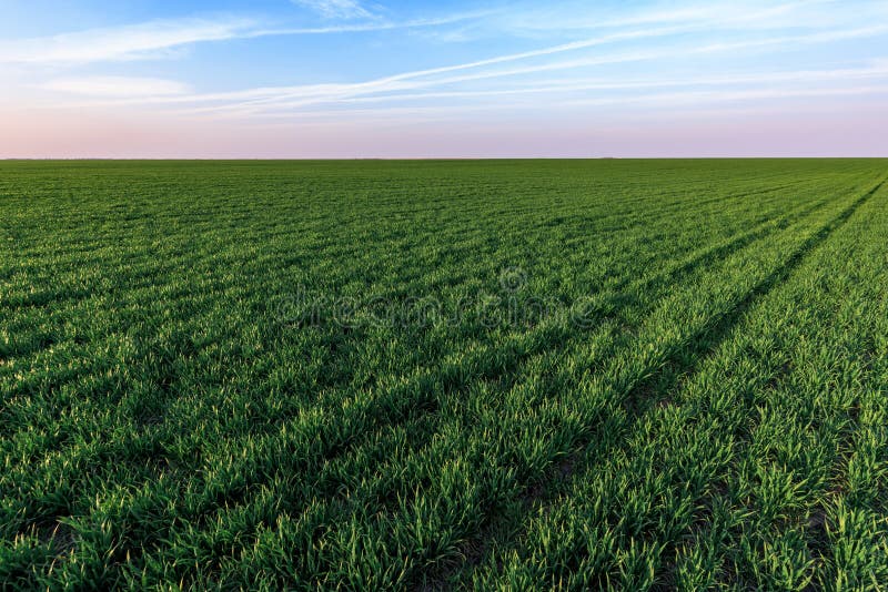 Wheatgrass Cultivation Booms Across the Globe: From Midwest Farms to Mediterranean Kitchens