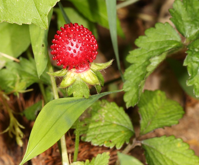 Discover the Delightful Taste of Indian Strawberries
