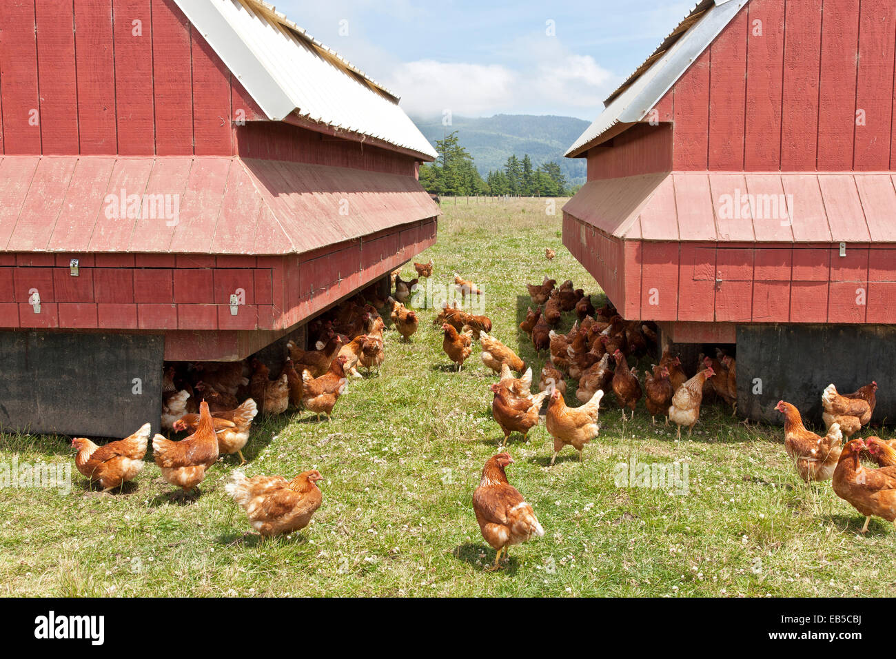 Unveiling the Ecological Impact of Free-Range Egg Production